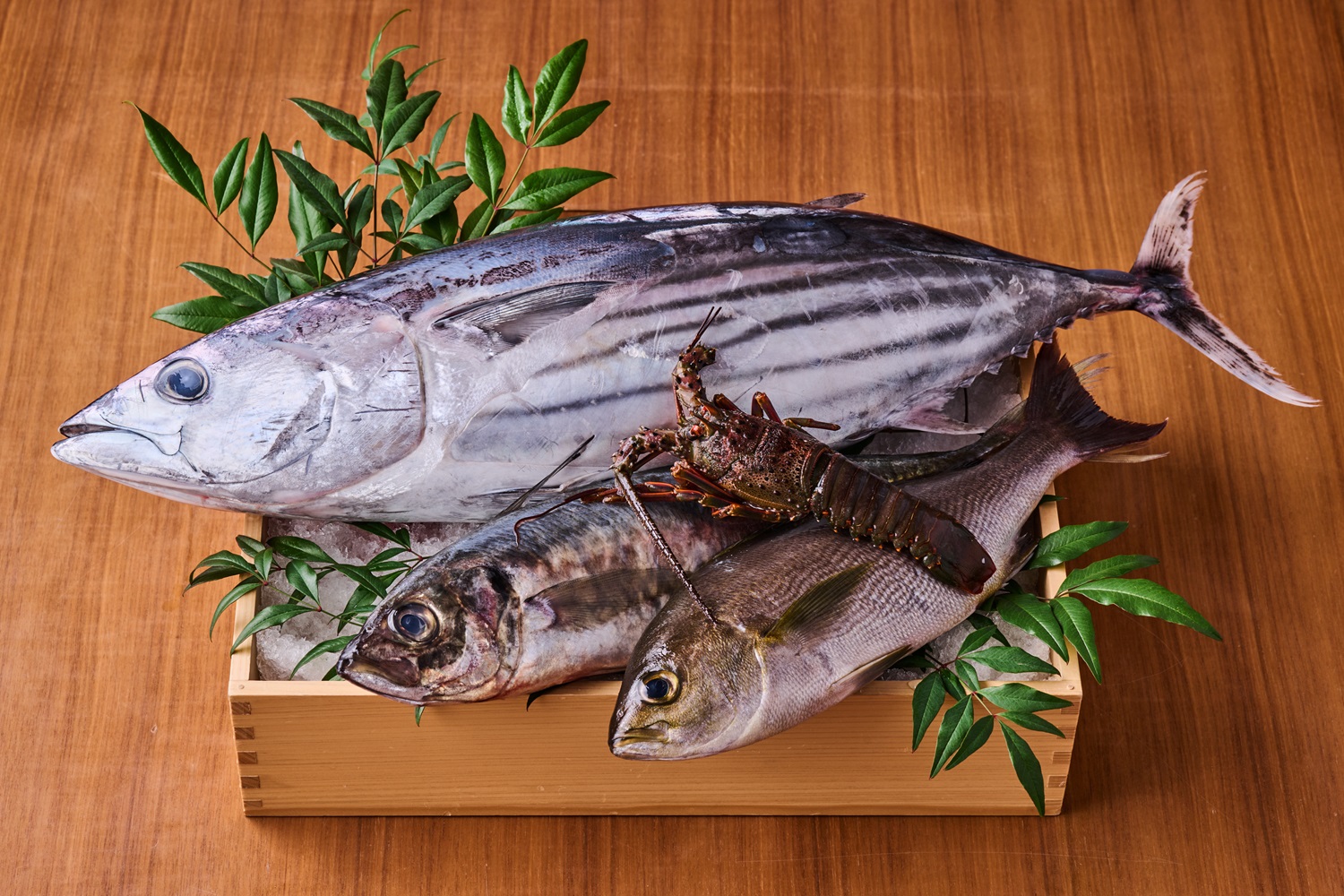 ＼伊勢海老と伊佐木に鰹と鯵 季節のおすすめ初夏／